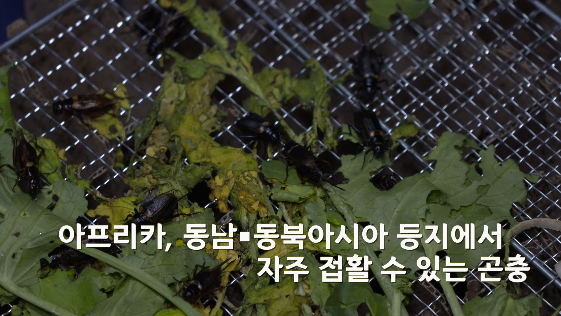 미래식량 귀뚜라미